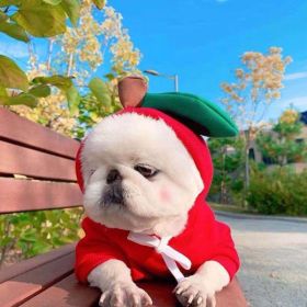 Dog Autumn And Winter Clothing Small And Medium Dog Love Two Legged Cat Cute Pet Clothing (Option: 1 Style-M)